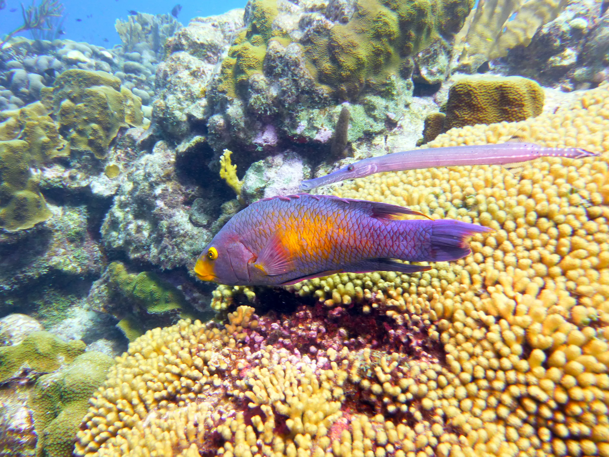 Spanish Hogfish, Bonaire, 2013
