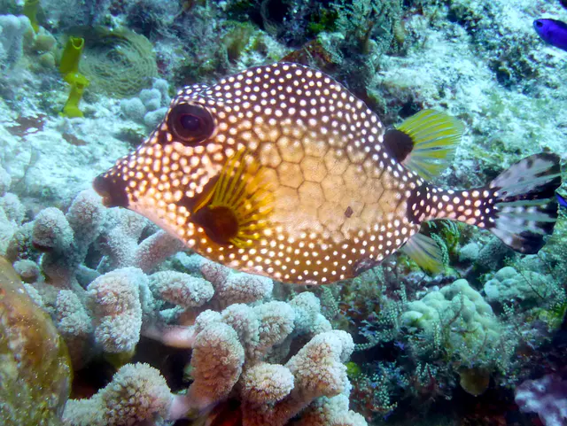 Underwater photograph by Joel Bergsma