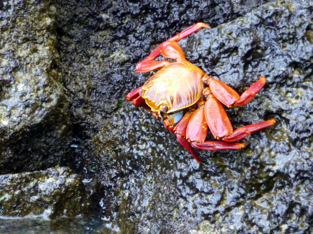 Sally Lightfoot Crab (endemic to Galapagos).