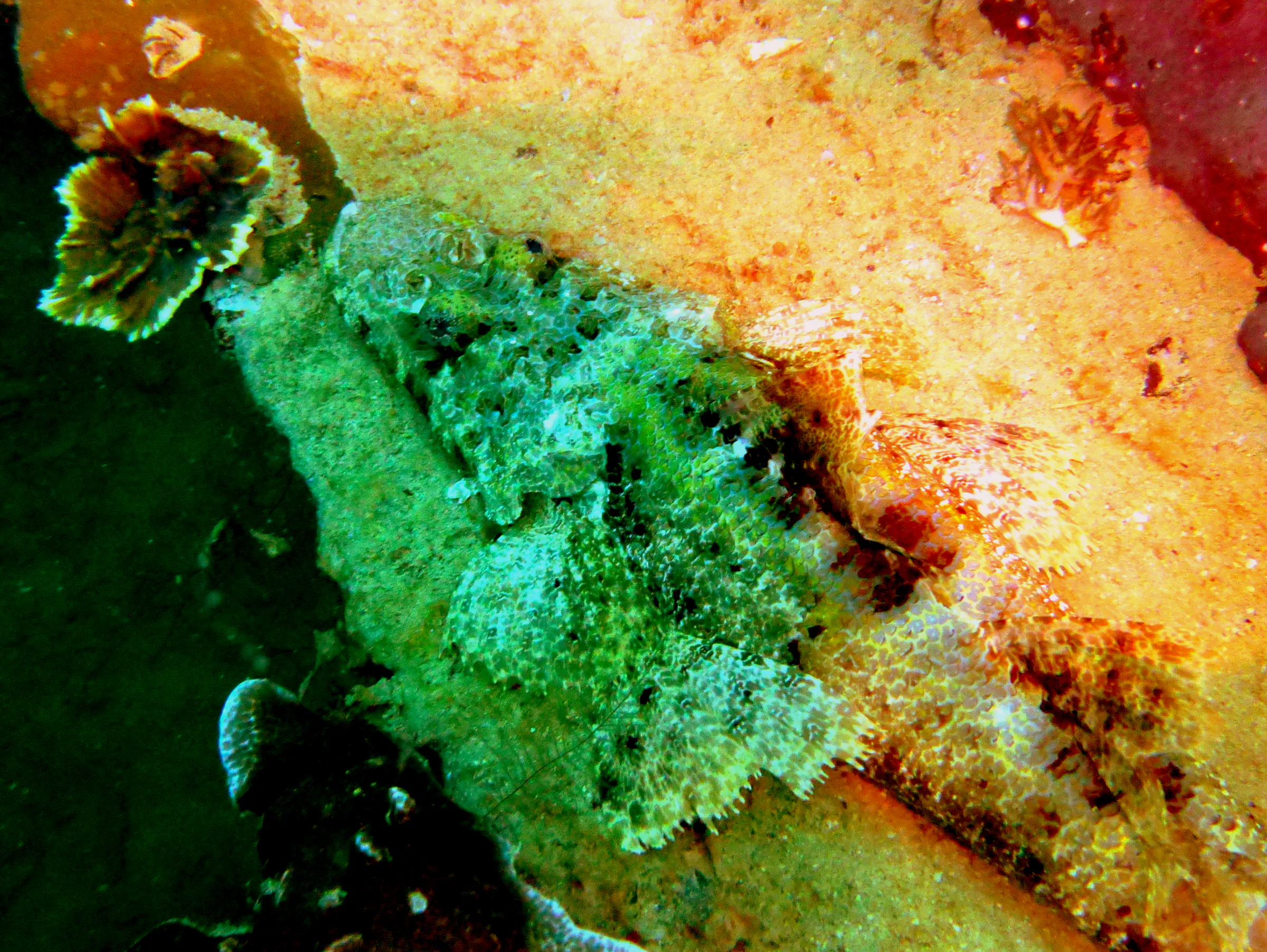 Crocodilefish, Palau, 2013