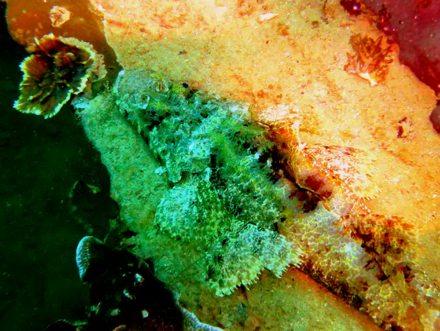 Underwater photograph by Joel Bergsma