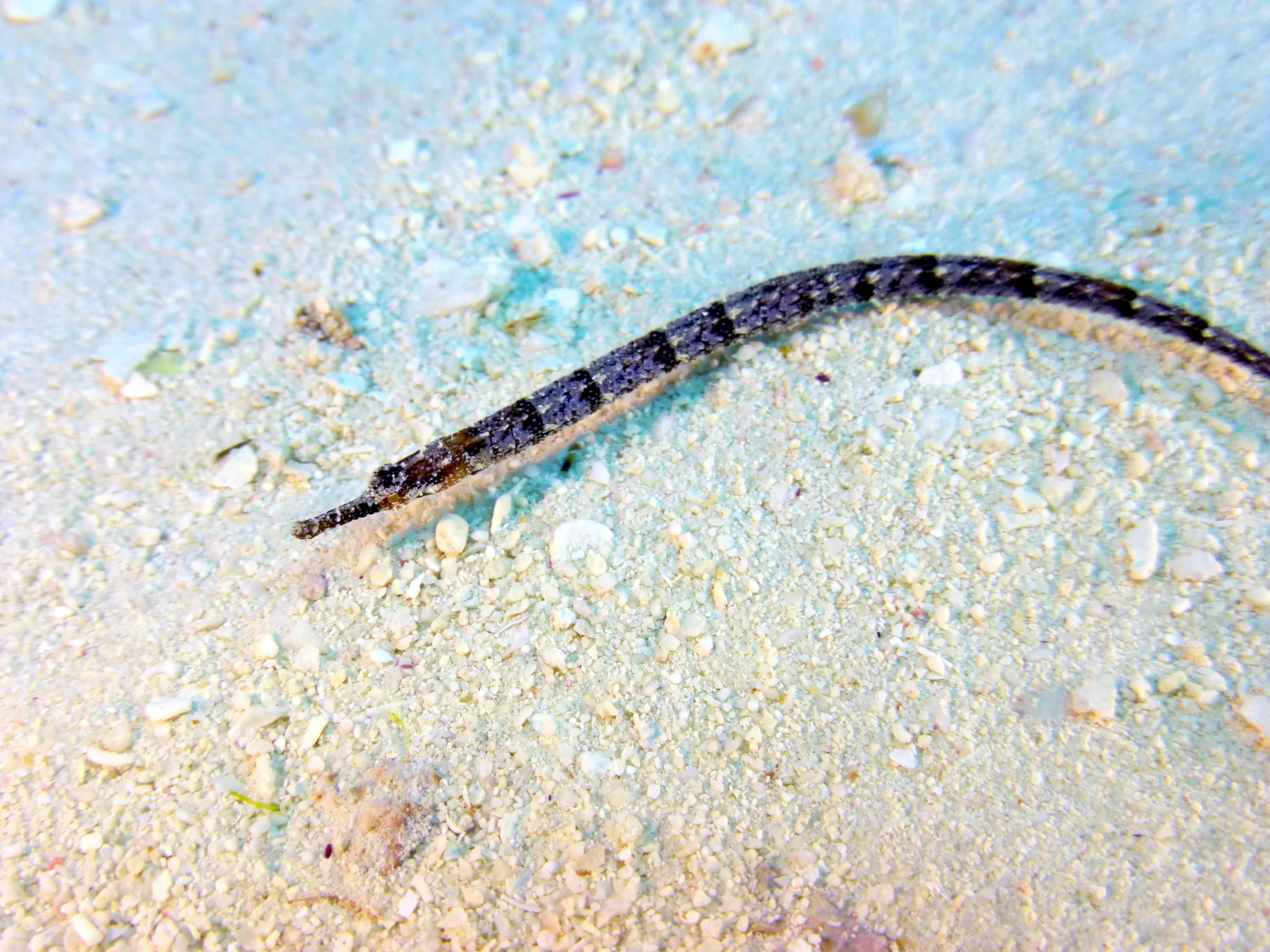 Pipefish, Belize, 2017
