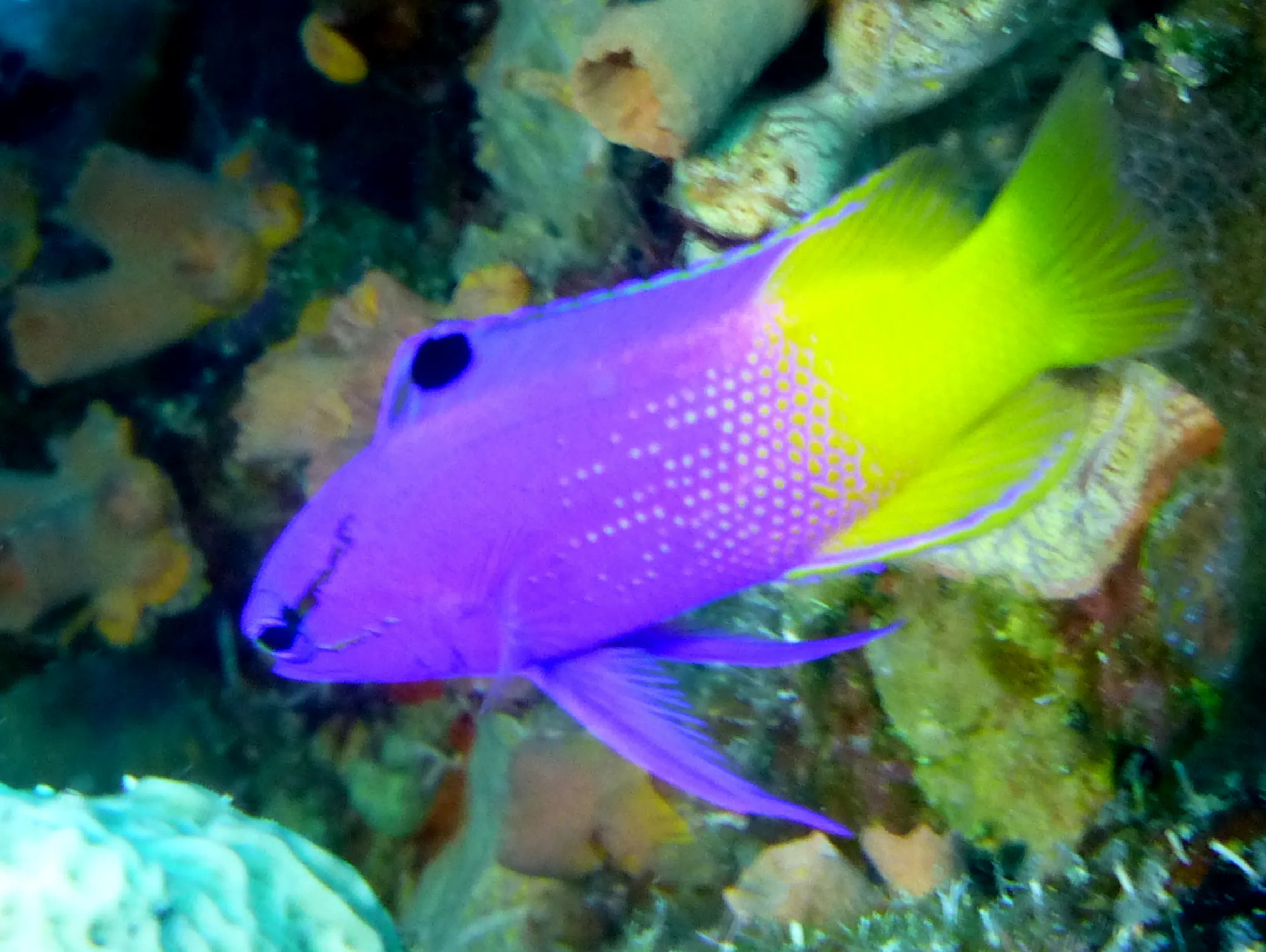 Fairy Basslet, Bonaire, 2013