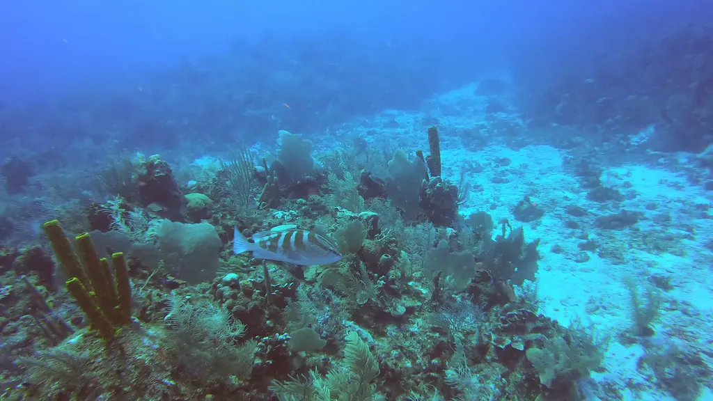 Nassau Grouper