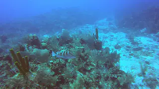 Nassau Grouper