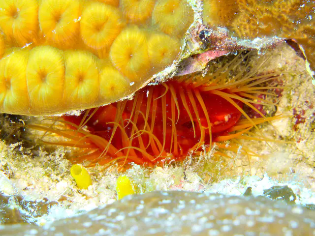 Underwater photograph by Joel Bergsma