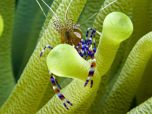 Underwater photograph by Joel Bergsma