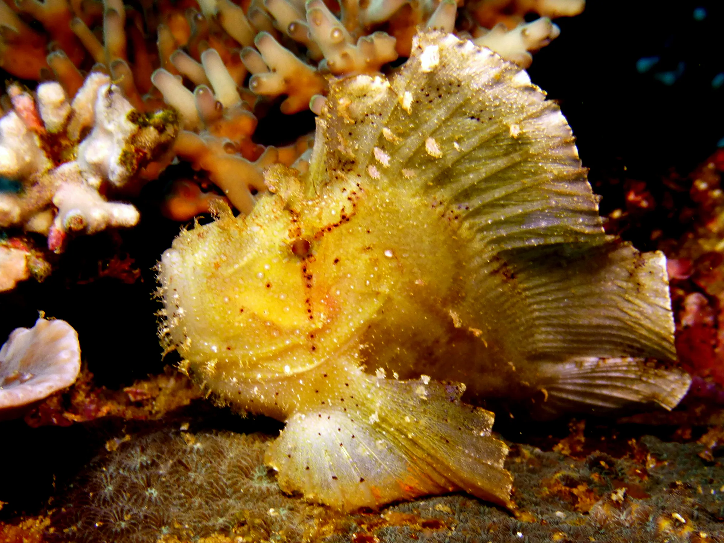 Leaf Scorpionfish - Yellow Variation. Gerald Allen, et al, Reef Fish Identification - Tropical Pacific (2003), page 378.