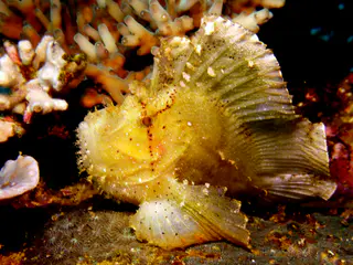 Leaf Scorpionfish - Yellow Variation. Gerald Allen, et al, Reef Fish Identification - Tropical Pacific (2003), page 378.