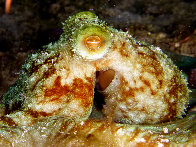 Underwater photograph by Joel Bergsma
