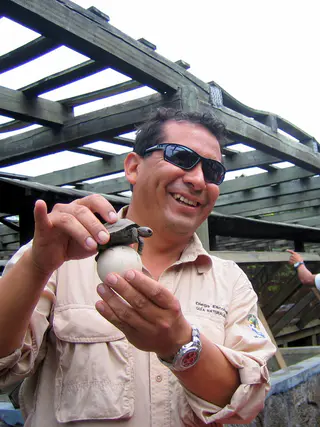 Giant Tortoise egg and baby.