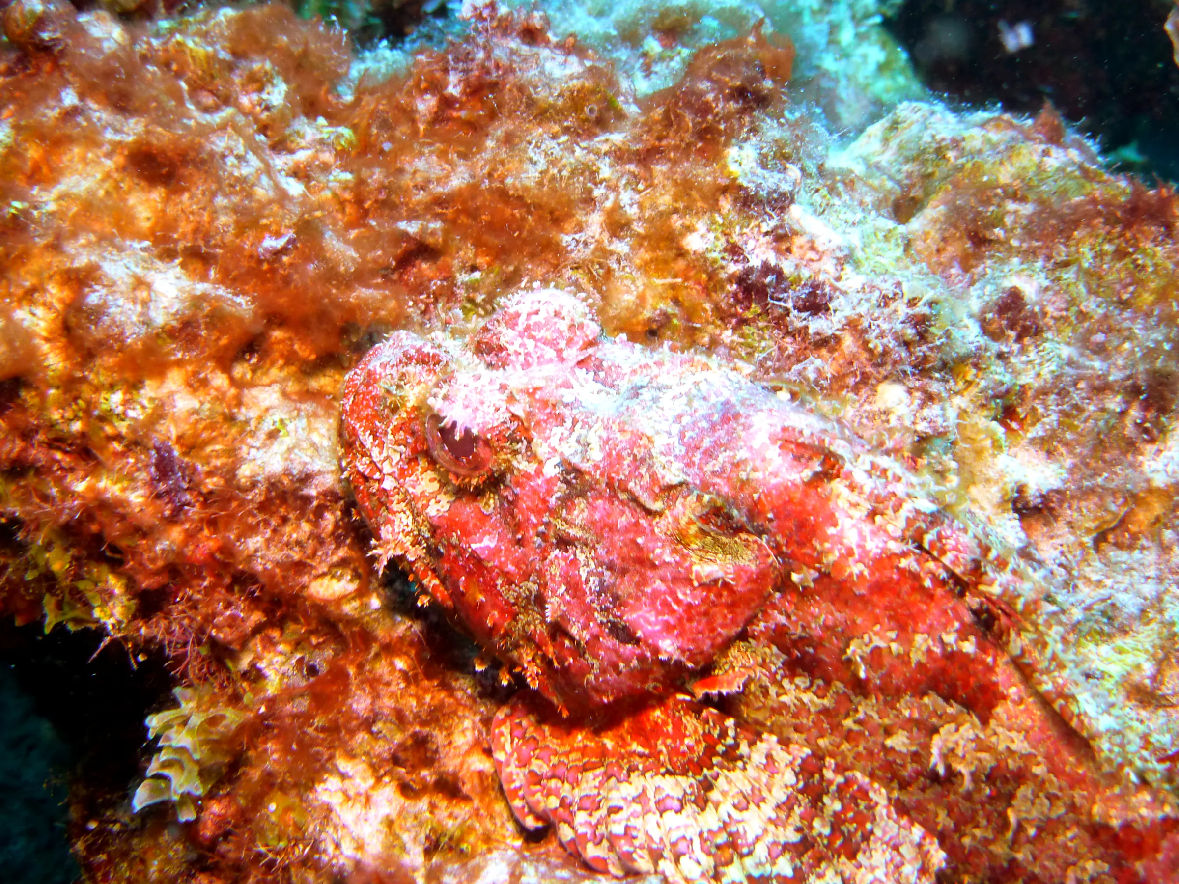 Scorpionfish, Bonaire, 2013