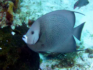 Underwater photograph by Joel Bergsma