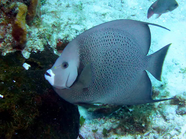 Underwater photograph by Joel Bergsma