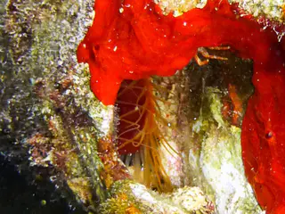 Underwater photograph by Joel Bergsma