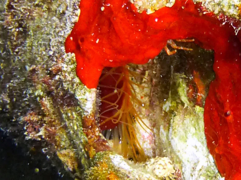 Rough File Clam, Cayman Islands, 2014