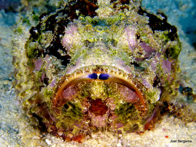 Underwater photograph by Joel Bergsma