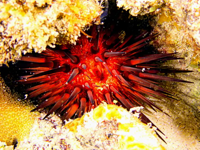 Underwater photograph by Joel Bergsma