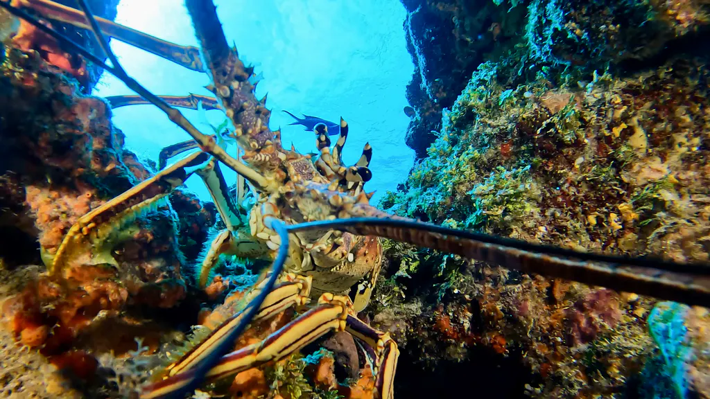 Underwater photograph by Joel Bergsma