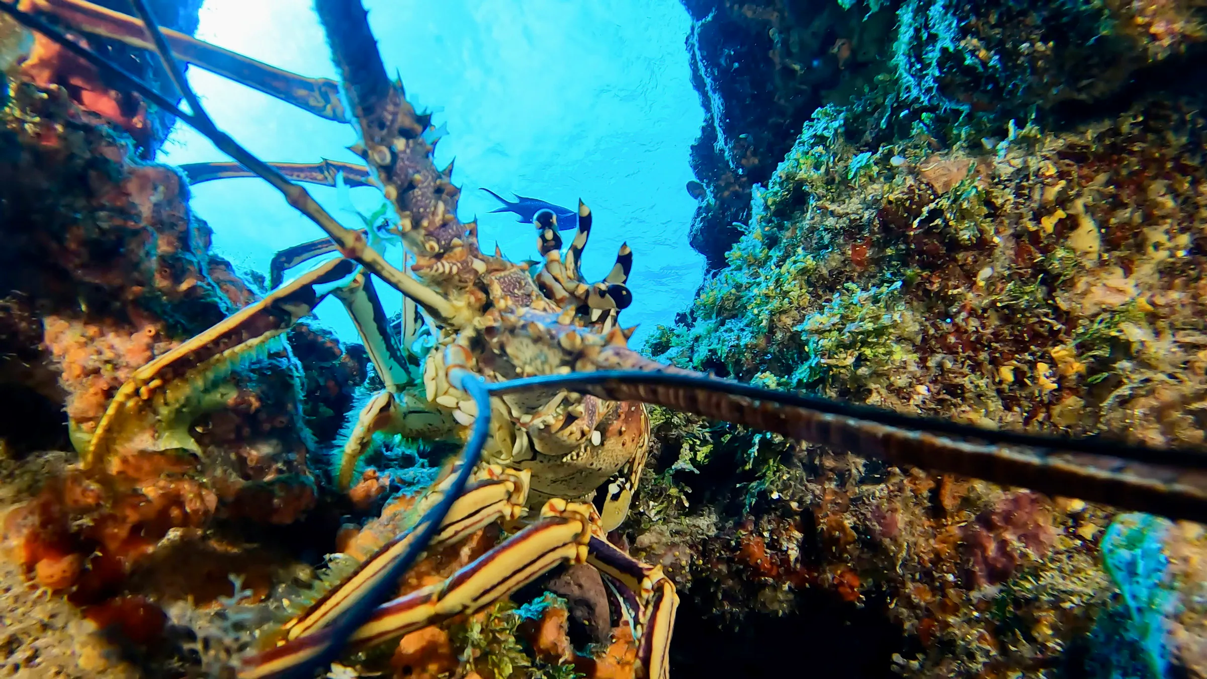 Cozumel underwater photograph, 2024