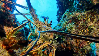 Underwater photograph by Joel Bergsma