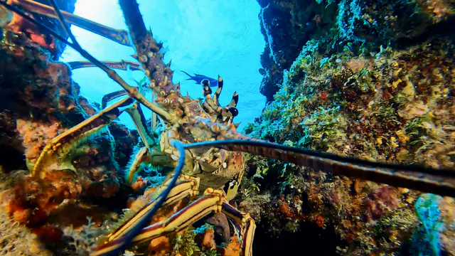 Underwater photograph by Joel Bergsma