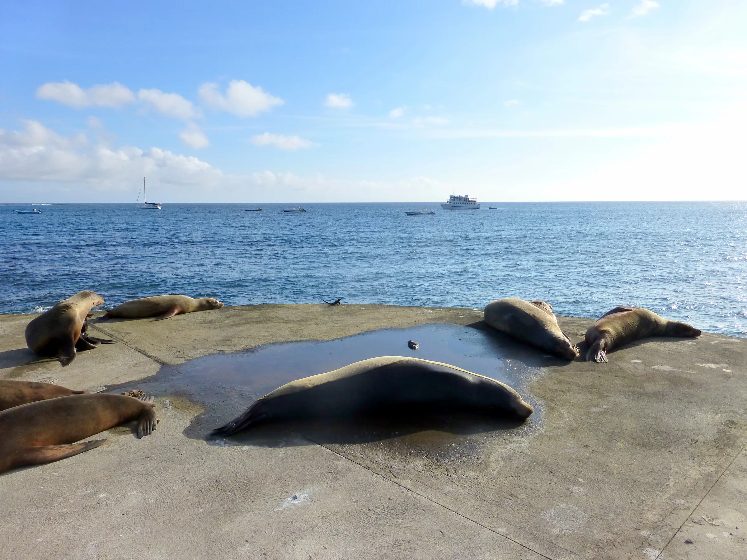 7 Sea lions resting on the pier at Puerto Velasco Ibarra, Floreana Island. One cruise ship is moored in the distance.