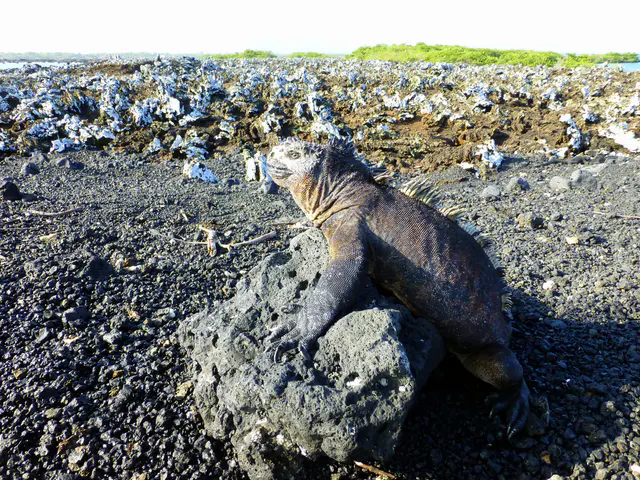 Marine Iguana.