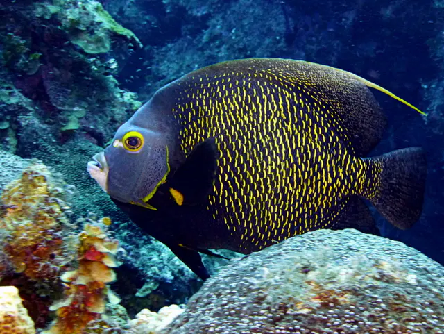 Underwater photograph by Joel Bergsma