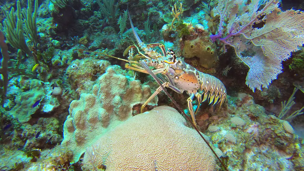 Lobster