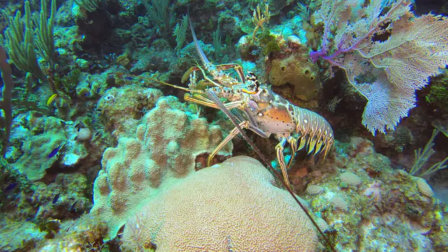 Lobster