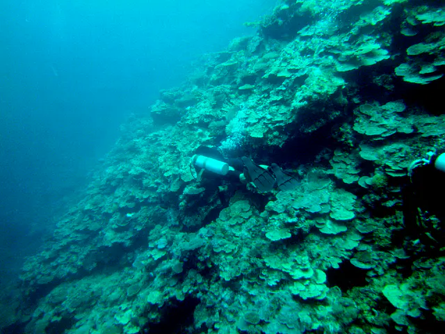 Swimming along the reef wall.