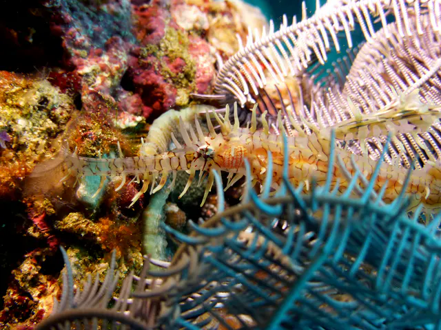 Ornate Ghost Pipefish.  Gerald Allen, et al, Reef Fish Identification - Tropical Pacific (2003), page 423.
