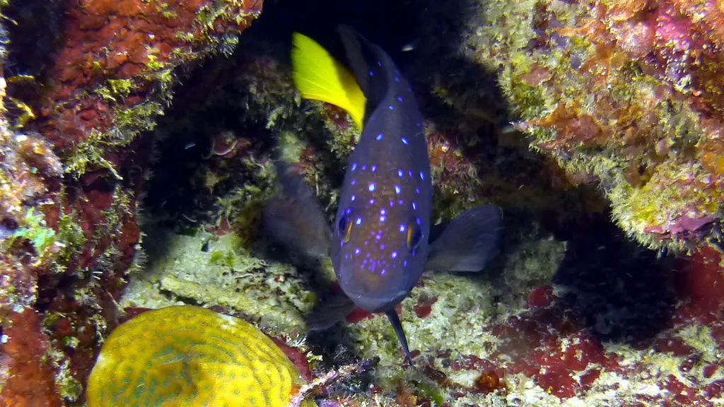 Underwater photograph by Joel Bergsma