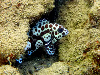 Underwater photograph by Joel Bergsma