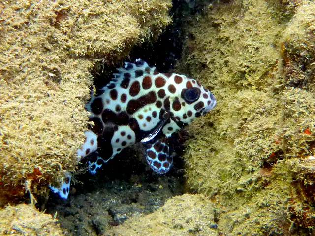 Underwater photograph by Joel Bergsma