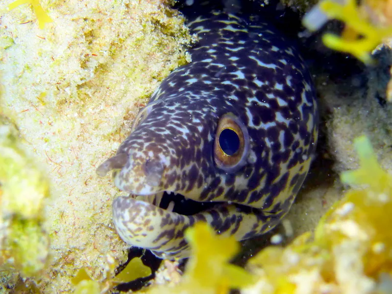 Spotted Moray Eel, Cayman Islands, 2014