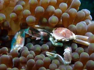 Underwater photograph by Joel Bergsma
