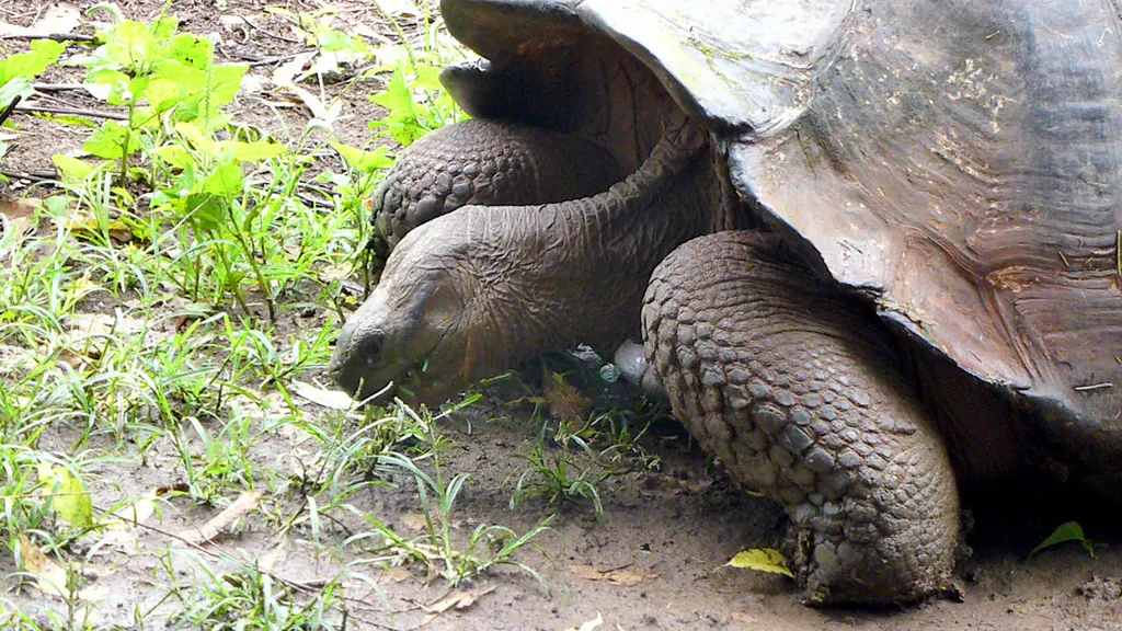 Tortoise on a private farm in Santa Cruz, adjoining the National Park.