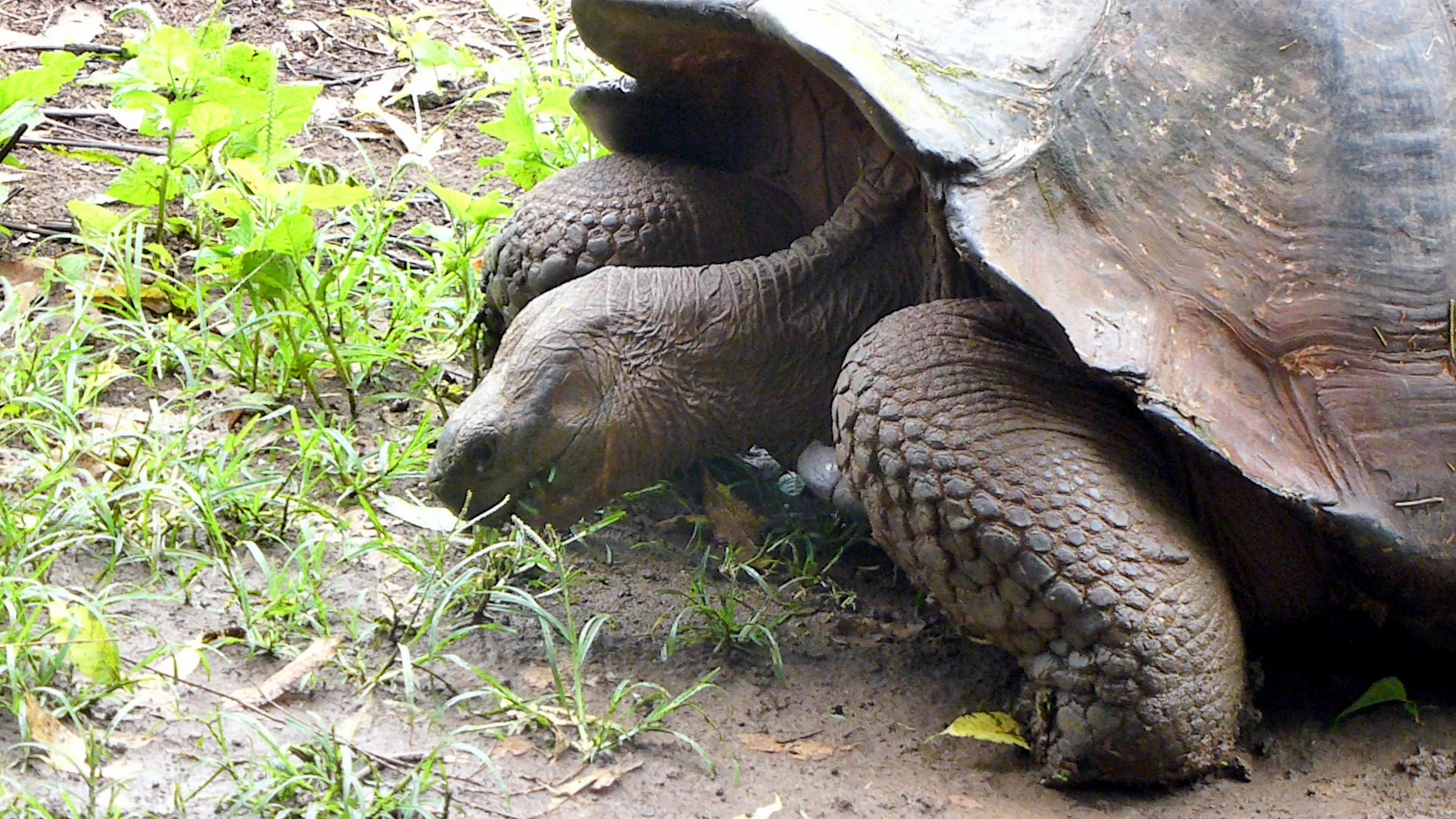 Tortoise on a private farm in Santa Cruz, adjoining the National Park.