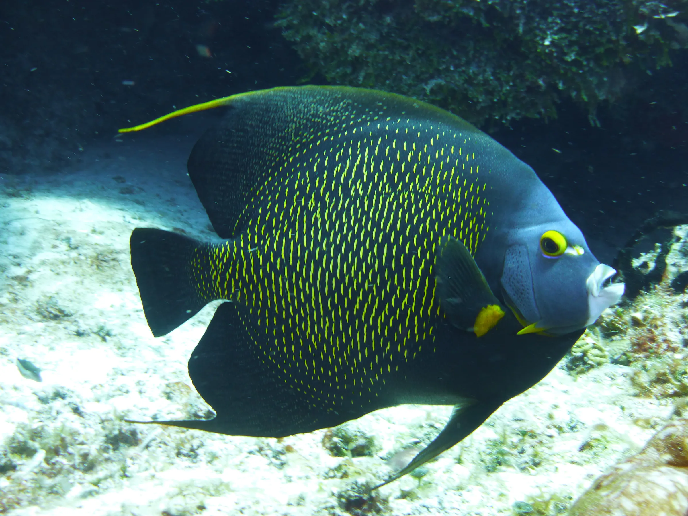 Angelfish, Cozumel, 2013