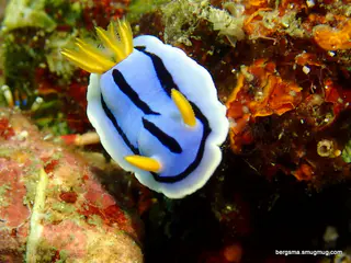 Underwater photograph by Joel Bergsma