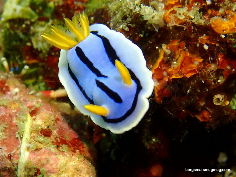 Underwater photograph by Joel Bergsma