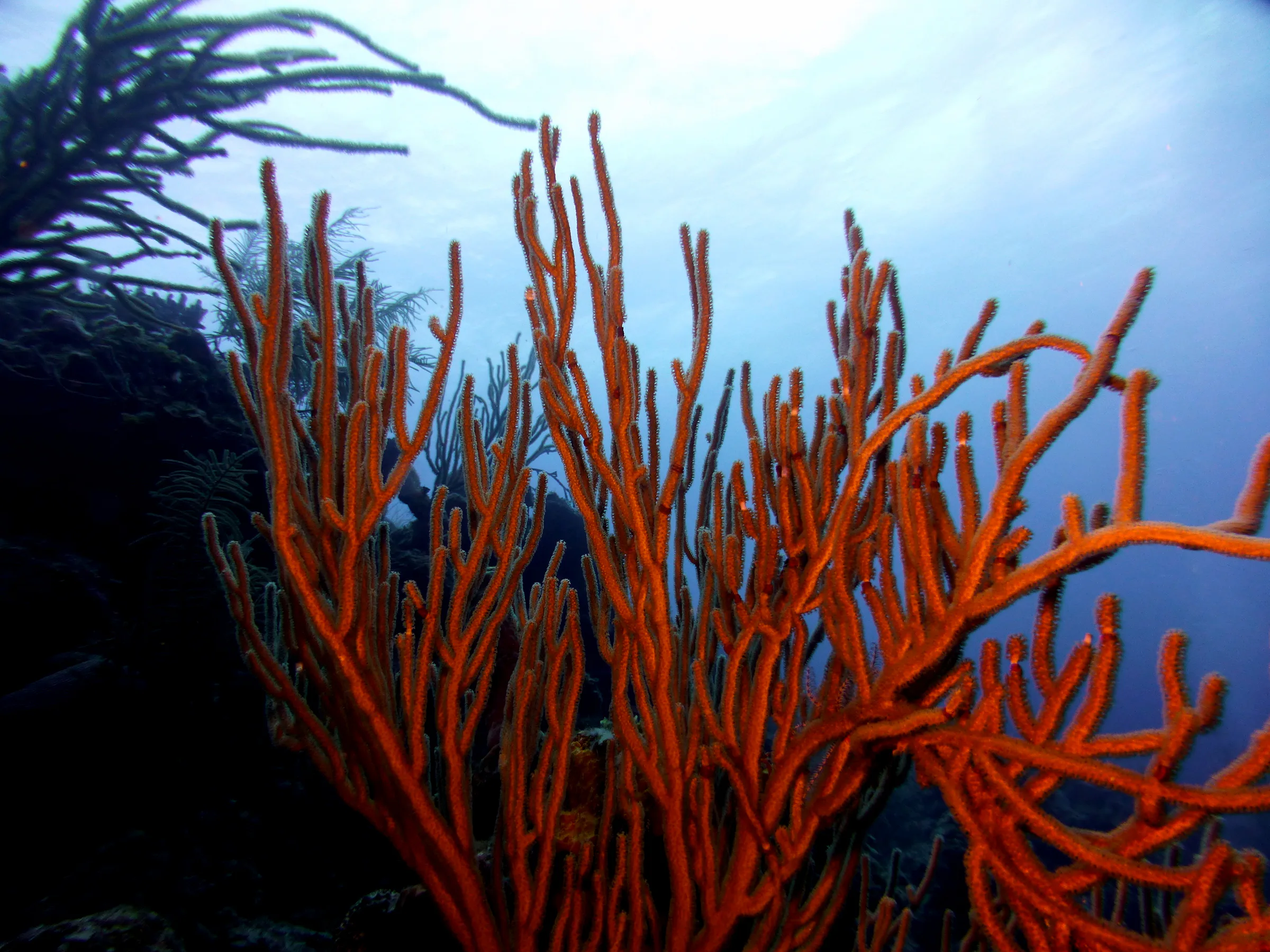 Belize underwater photograph, 2017