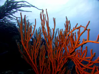 Underwater photograph by Joel Bergsma