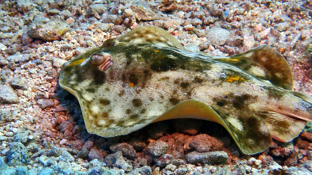 Underwater photograph by Joel Bergsma