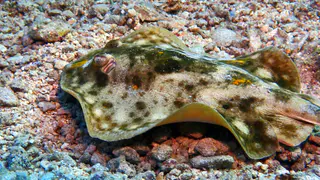 Underwater photograph by Joel Bergsma