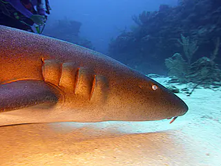 Underwater photograph by Joel Bergsma