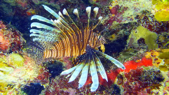 Underwater photograph by Joel Bergsma