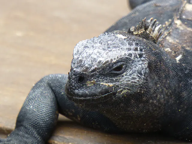 Marine Iguana (endemic species).  The white residue on its head is salt that it ejects periodically from its nostrils.